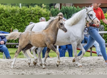 Welsh A (Mountain Pony), Mare, Foal (04/2025), 11,2 hh, Grey