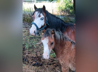 Welsh A (Mountain Pony), Mare, Foal (03/2025), 12,1 hh, Brown