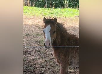 Welsh A (Mountain Pony), Mare, Foal (03/2025), 12,1 hh, Brown