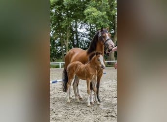 Welsh A (Mountain Pony), Mare, Foal (06/2025), Brown