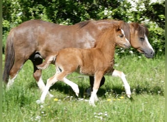 Welsh A (Mountain Pony), Mare, Foal (03/2026), Chestnut-Red