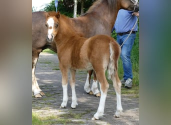 Welsh A (Mountain Pony), Mare, Foal (03/2026), Chestnut-Red