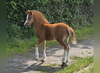 Welsh A (Mountain Pony), Mare, Foal (03/2026), Chestnut-Red