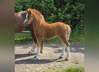 Welsh A (Mountain Pony), Mare, Foal (03/2026), Chestnut-Red