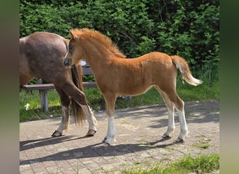 Welsh A (Mountain Pony), Mare, Foal (03/2026), Chestnut-Red