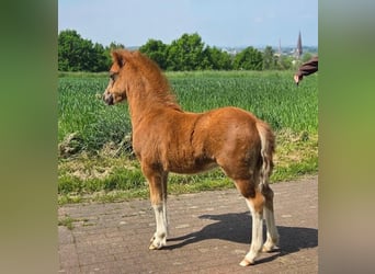 Welsh A (Mountain Pony), Mare, Foal (03/2026), Chestnut-Red