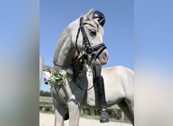 Welsh A (Mountain Pony), Stallion, 11 years, 11.2 hh, Grey