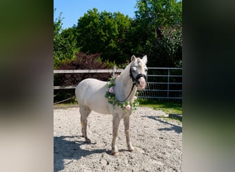 Welsh A (Mountain Pony), Stallion, 11 years, 11.2 hh, Grey