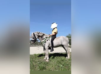 Welsh A (Mountain Pony), Stallion, 11 years, 11.2 hh, Grey