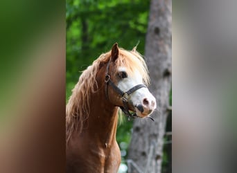 Welsh A (Mountain Pony), Stallion, 14 years, 11,2 hh, Chestnut-Red