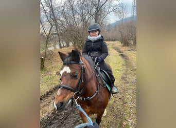 Welsh A (Mountain Pony), Stallion, 16 years, 12 hh, Brown