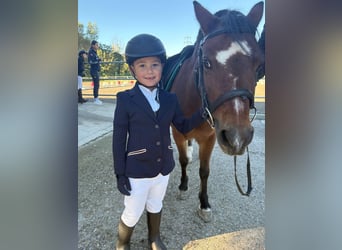 Welsh A (Mountain Pony), Stallion, 16 years, 12 hh, Brown