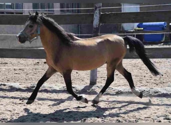 Welsh A (Mountain Pony), Stallion, 16 years, Buckskin