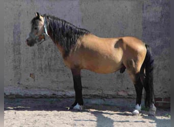 Welsh A (Mountain Pony), Stallion, 16 years, Buckskin