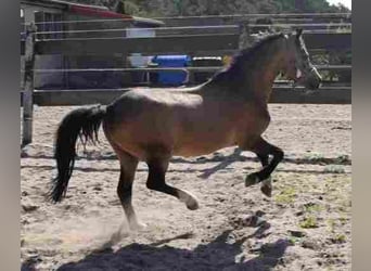 Welsh A (Mountain Pony), Stallion, 16 years, Buckskin