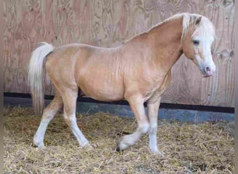 Welsh A (Mountain Pony), Stallion, 18 years, 11,2 hh, Palomino