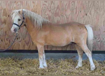 Welsh A (Mountain Pony), Stallion, 18 years, 11,2 hh, Palomino