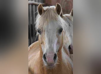 Welsh A (Mountain Pony), Stallion, 18 years, 11,2 hh, Palomino
