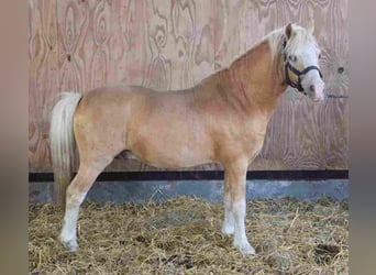 Welsh A (Mountain Pony), Stallion, 18 years, 11,2 hh, Palomino