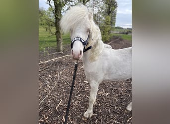 Welsh A (Mountain Pony), Stallion, 1 year, 10.1 hh, Cremello