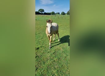 Welsh A (Mountain Pony), Stallion, 1 year, 10.2 hh, Buckskin