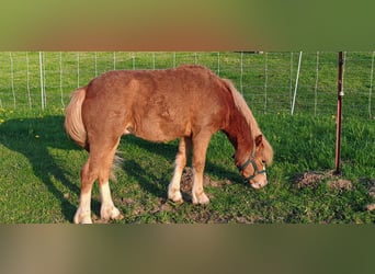 Welsh A (Mountain Pony), Stallion, 1 year, 10.2 hh, Chestnut-Red