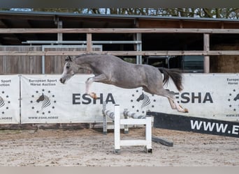 Welsh A (Mountain Pony), Stallion, 1 year, 10,1 hh