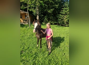 Welsh A (Mountain Pony), Stallion, 1 year, 10,2 hh, Black