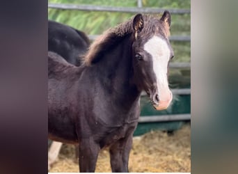 Welsh A (Mountain Pony), Stallion, 1 year, 10,2 hh, Black