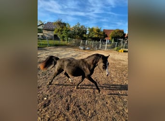 Welsh A (Mountain Pony), Stallion, 1 year, 11.2 hh, Grey-Dark-Tan