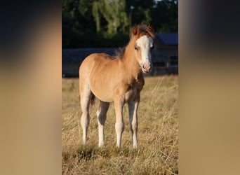 Welsh A (Mountain Pony), Stallion, 1 year, 11,2 hh, Brown