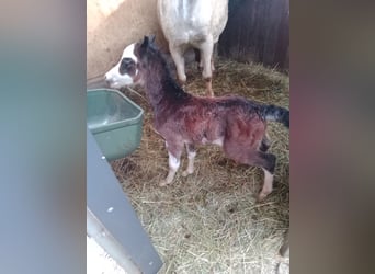 Welsh A (Mountain Pony), Stallion, 1 year, 11,2 hh, Gray