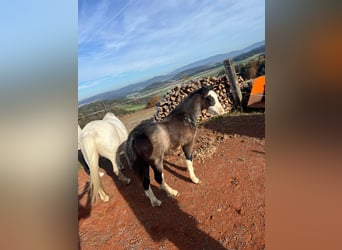 Welsh A (Mountain Pony), Stallion, 1 year, 11,2 hh, Gray