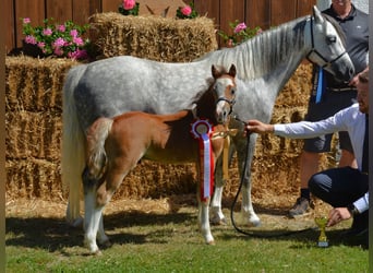 Welsh A (Mountain Pony), Stallion, 1 year, 11,2 hh, Grey-Red-Tan