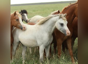 Welsh A (Mountain Pony), Stallion, 1 year, 11,3 hh, Grey