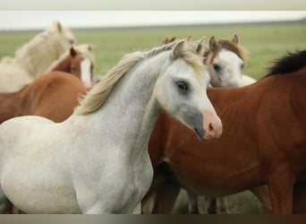 Welsh A (Mountain Pony), Stallion, 1 year, 11,3 hh, Grey