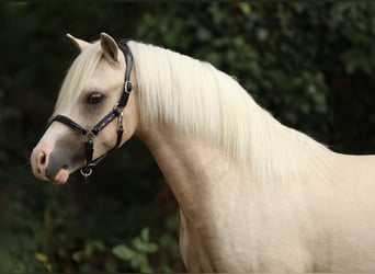 Welsh A (Mountain Pony), Stallion, 1 year, 12 hh, Palomino