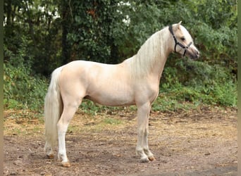 Welsh A (Mountain Pony), Stallion, 1 year, 12 hh, Palomino