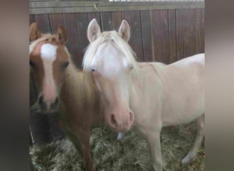 Welsh A (Mountain Pony), Stallion, 1 year, Cremello