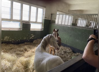 Welsh A (Mountain Pony), Stallion, 1 year, Cremello