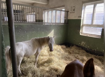 Welsh A (Mountain Pony), Stallion, 1 year, Cremello