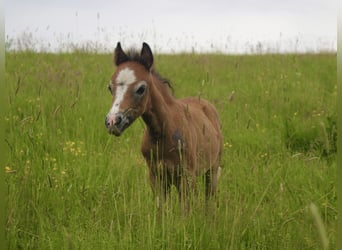 Welsh A (Mountain Pony), Stallion, 1 year, Grey