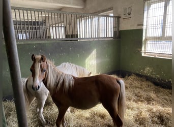 Welsh A (Mountain Pony), Stallion, 1 year, Palomino