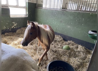 Welsh A (Mountain Pony), Stallion, 1 year, Palomino
