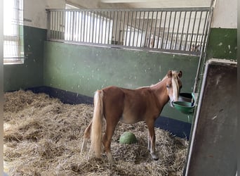 Welsh A (Mountain Pony), Stallion, 1 year, Palomino