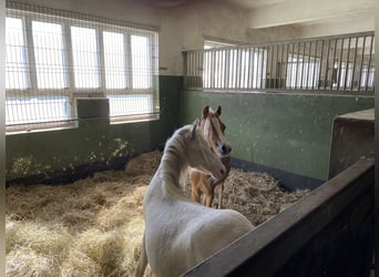 Welsh A (Mountain Pony), Stallion, 1 year, Palomino