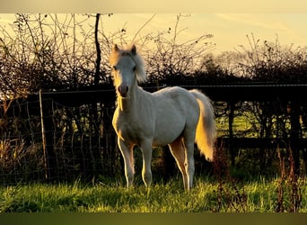 Welsh A (Mountain Pony), Stallion, 1 year, Palomino