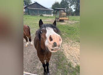 Welsh A (Mountain Pony), Stallion, 2 years, 10.2 hh, Bay-Dark