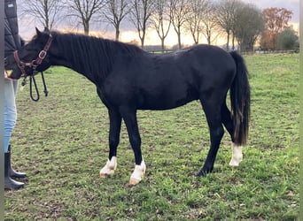 Welsh A (Mountain Pony), Stallion, 2 years, 10,2 hh, Black
