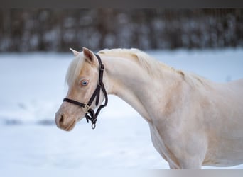 Welsh A (Mountain Pony), Stallion, 2 years, 10,2 hh, Cremello